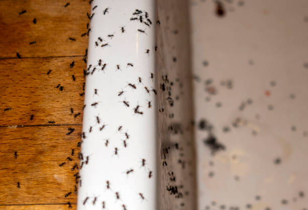 Best Local Pest Control Services  in Red Chute, LA